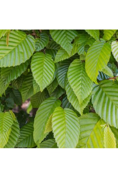 Граб звичайний зелене зазубрене листя